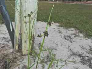 Variable flatsedge(Cyperus difformis)