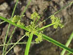 Variable flatsedge(Cyperus difformis)