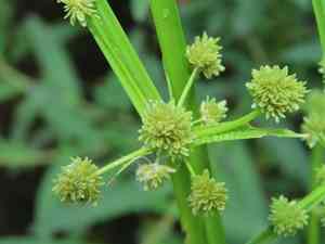Variable flatsedge(Cyperus difformis)