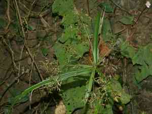 Dwarf umbrella grass(Cyperus diffusus)