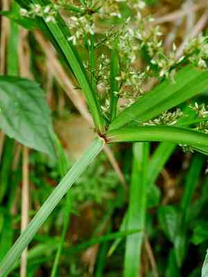 Dwarf umbrella grass(Cyperus diffusus)