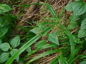 Dwarf umbrella grass(Cyperus diffusus)