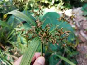 Dwarf umbrella grass(Cyperus diffusus)
