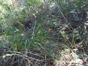 Woodrush flatsedge(Cyperus entrerianus)