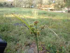 Woodrush flatsedge(Cyperus entrerianus)