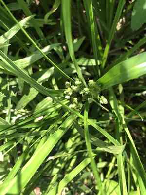 Woodrush flatsedge(Cyperus entrerianus)