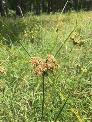 Woodrush flatsedge(Cyperus entrerianus)