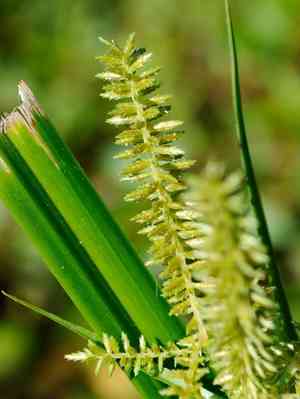 Red-root flat sedge(Cyperus erythrorhizos)