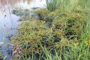 Red-root flat sedge(Cyperus erythrorhizos)
