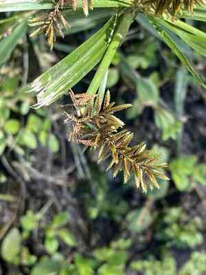 Red-root flat sedge(Cyperus erythrorhizos)
