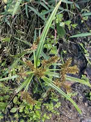 Red-root flat sedge(Cyperus erythrorhizos)