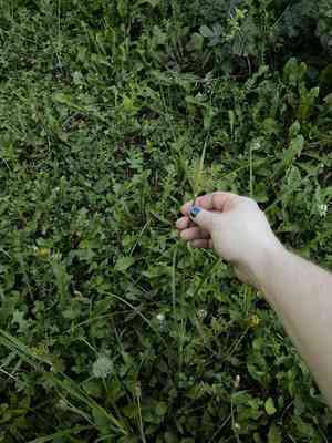 Yellow nutsedge(Cyperus esculentus)