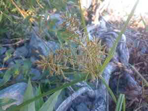 Yellow nutsedge(Cyperus esculentus)