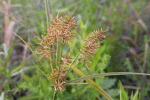 Yellow nutsedge(Cyperus esculentus)