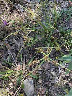Yellow nutsedge(Cyperus esculentus)