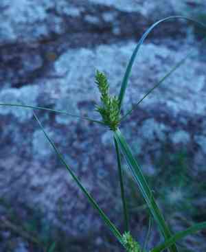 Fendler's flatsedge(Cyperus fendlerianus)