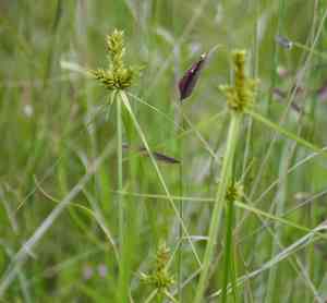 Fendler's flatsedge(Cyperus fendlerianus)