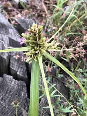 Fendler's flatsedge(Cyperus fendlerianus)