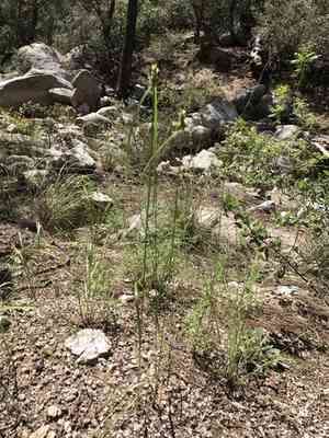 Fendler's flatsedge(Cyperus fendlerianus)