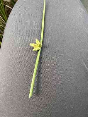 Yellow flatsedge(Cyperus flavescens)