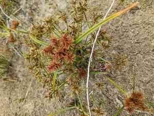 Yellow flatsedge(Cyperus flavescens)