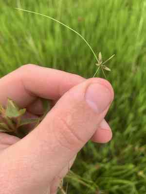 Yellow flatsedge(Cyperus flavescens)