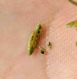 Yellow flatsedge(Cyperus flavescens)