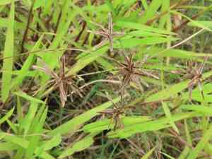 Yellow flatsedge(Cyperus flavidus)