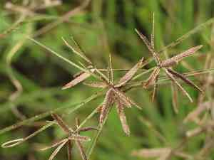 Yellow flatsedge(Cyperus flavidus)