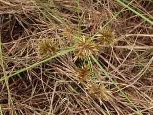 Yellow flatsedge(Cyperus flavidus)