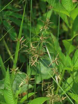 Yellow flatsedge(Cyperus flavidus)