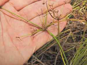 Dwarf papyrus sedge(Cyperus haspan)