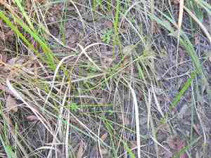 Dwarf papyrus sedge(Cyperus haspan)