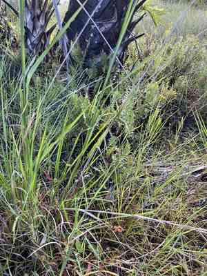 Dwarf papyrus sedge(Cyperus haspan)