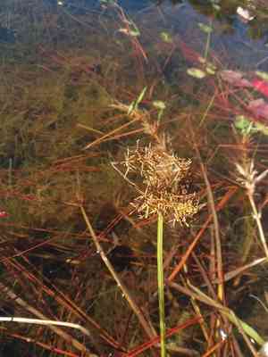 Dwarf papyrus sedge(Cyperus haspan)