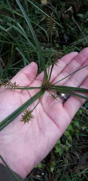 Hermaphrodite flatsedge(Cyperus hermaphroditus)