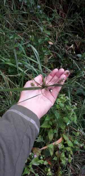 Hermaphrodite flatsedge(Cyperus hermaphroditus)