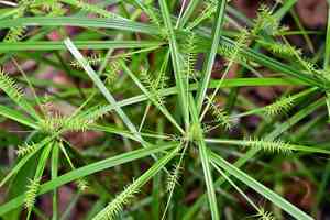 Hermaphrodite flatsedge(Cyperus hermaphroditus)