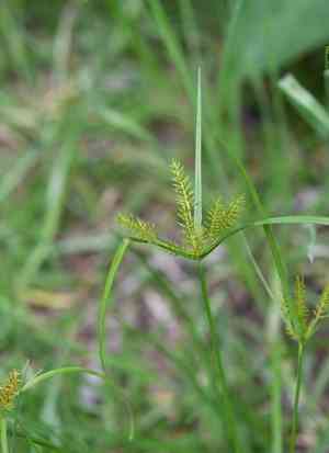 Hermaphrodite flatsedge(Cyperus hermaphroditus)