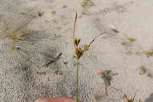 Houghton's flatsedge(Cyperus houghtonii)