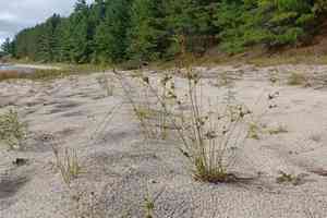 Houghton's flatsedge(Cyperus houghtonii)