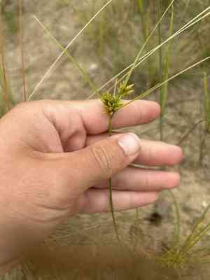 Houghton's flatsedge(Cyperus houghtonii)