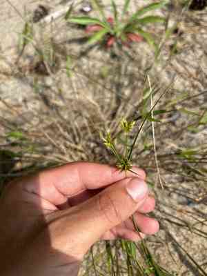 Houghton's flatsedge(Cyperus houghtonii)