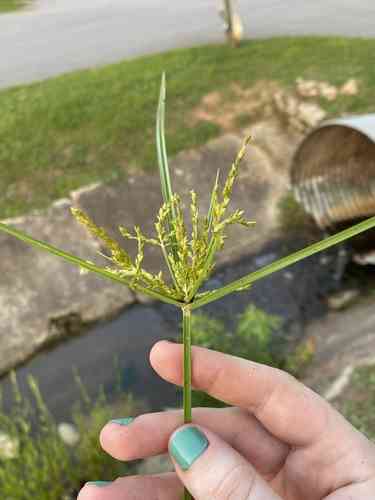 Ricefield flatsedge(Cyperus iria)