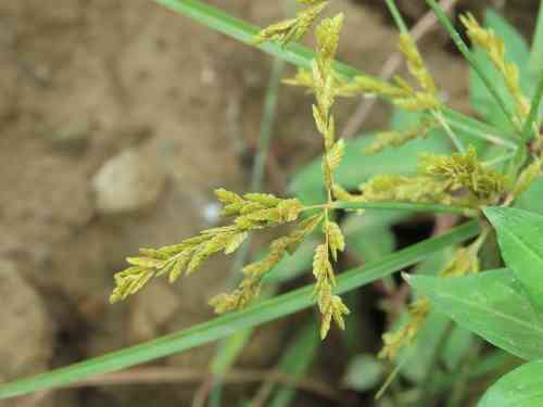 Ricefield flatsedge(Cyperus iria)