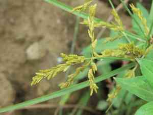 Ricefield flatsedge(Cyperus iria)