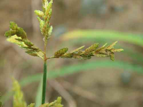 Ricefield flatsedge(Cyperus iria)