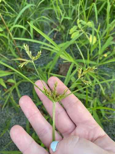 Ricefield flatsedge(Cyperus iria)