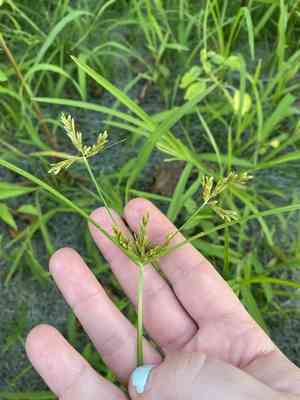 Ricefield flatsedge(Cyperus iria)