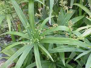 Ricefield flatsedge(Cyperus iria)